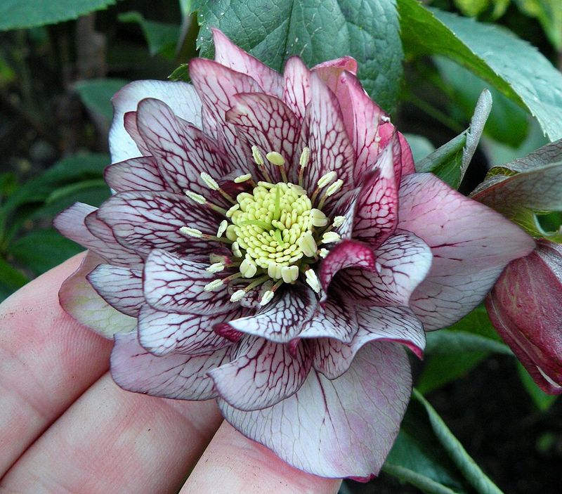 Hellebore