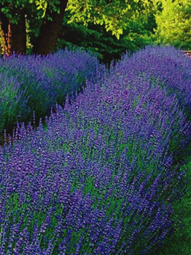 Phenomenal Lavender