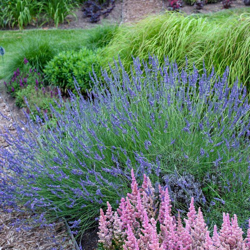 Phenomenal Lavender
