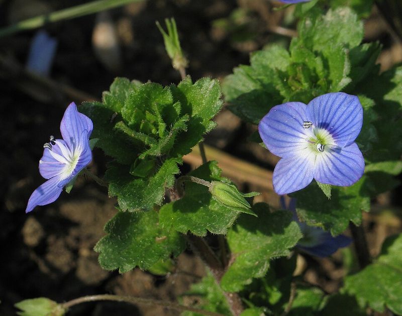 Speedwell
