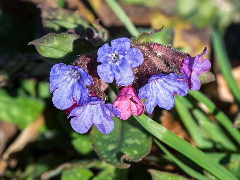 Lungwort