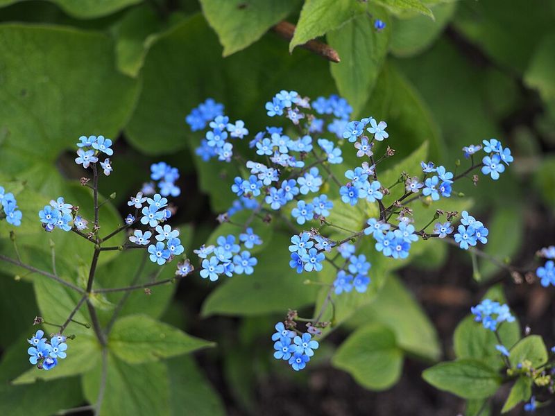 Brunnera