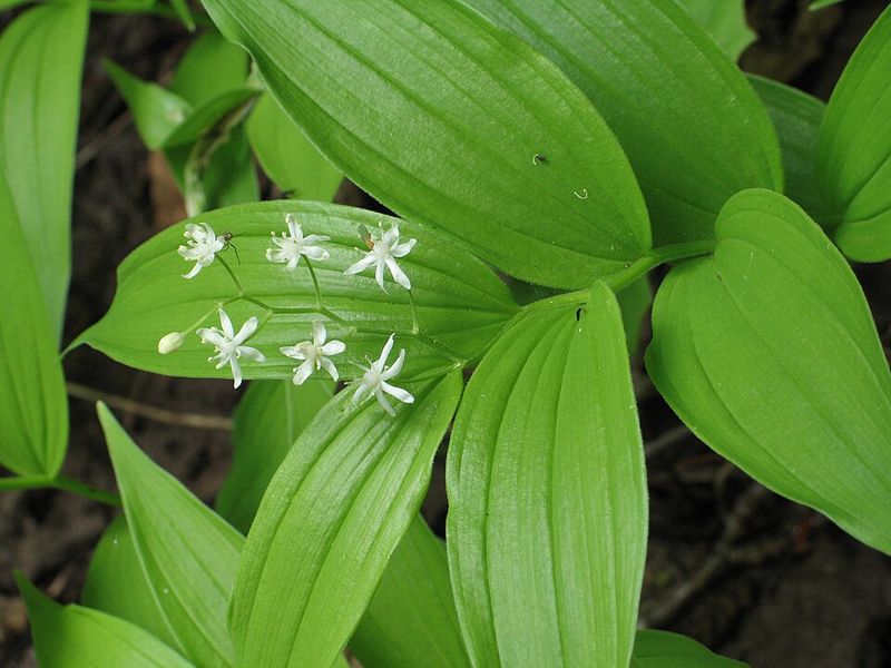 Solomon's Seal