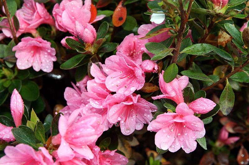 Coral Bells