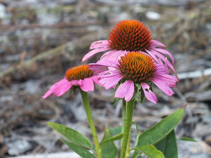Purple Coneflower 'Magnus'