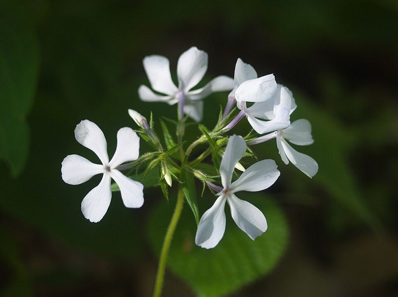 Woodland Phlox