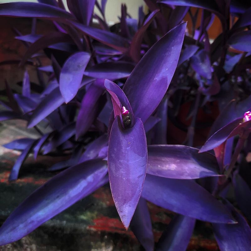 Tradescantia pallida