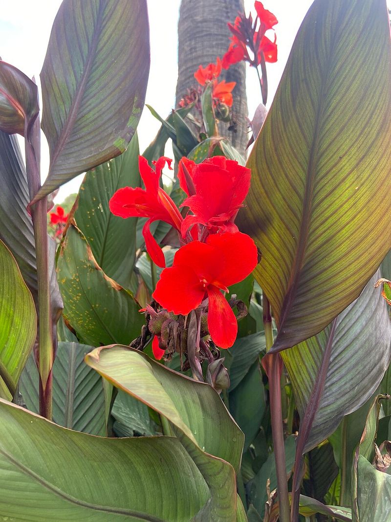 Canna Lily