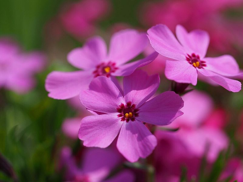 Creeping Phlox