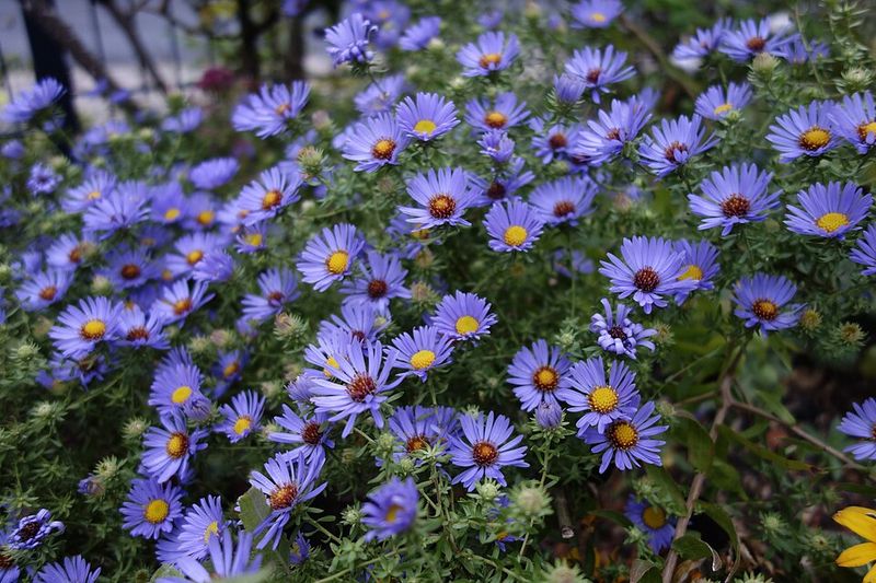 October Skies Aster