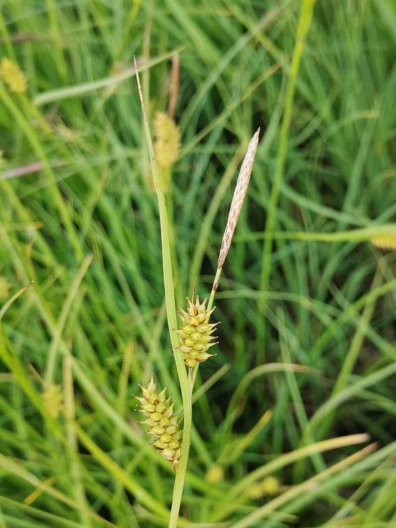 Sedge