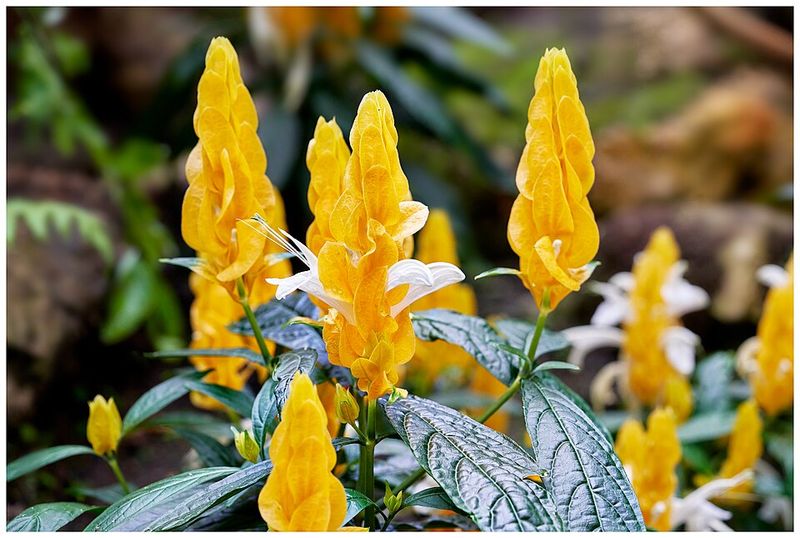 Golden Shrimp Plant