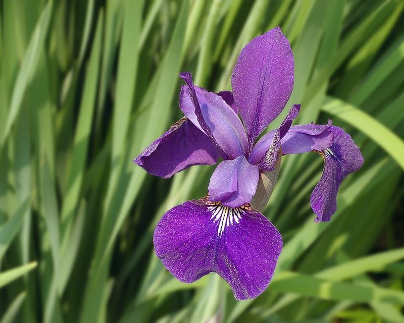 Siberian Iris