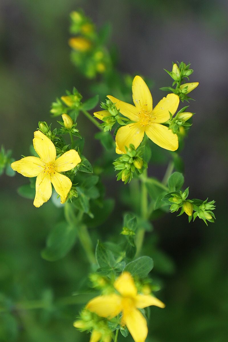 St. John's Wort
