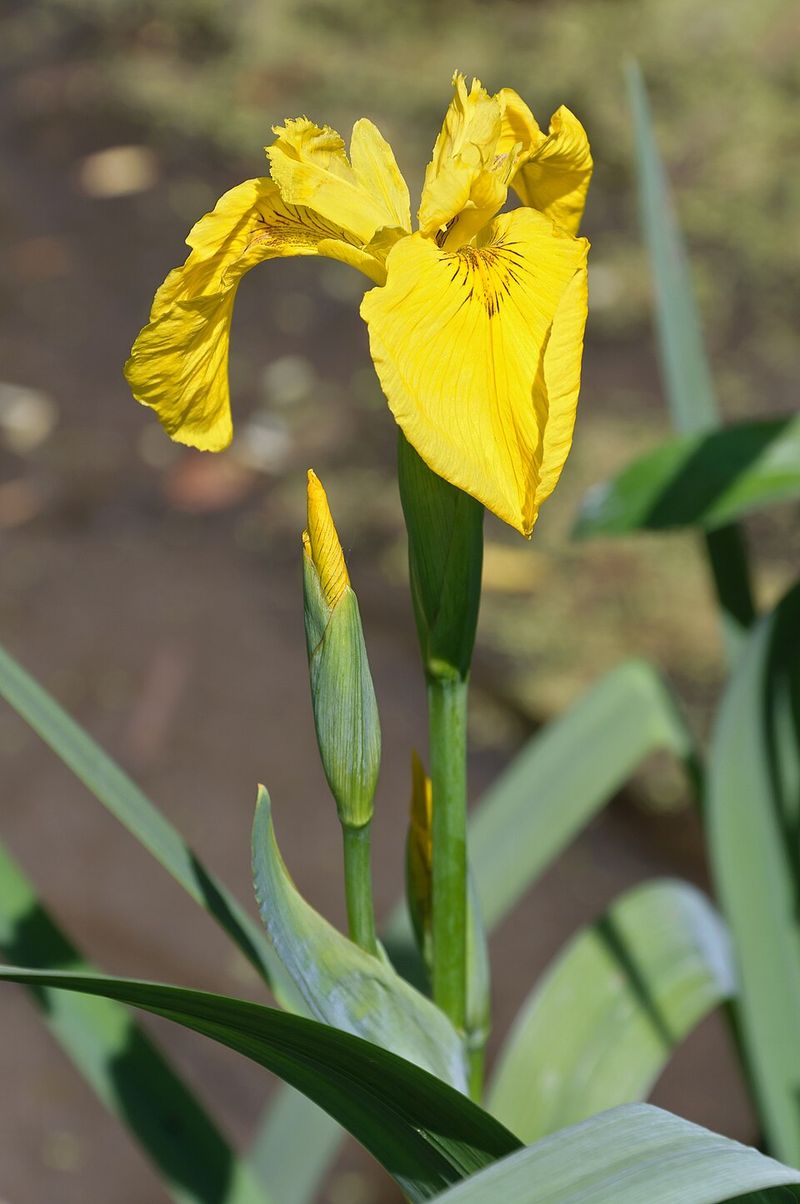 Yellow Iris