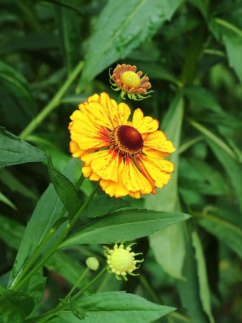 Helenium