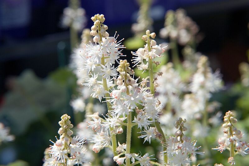 Foamflower 'Running Tapestry'