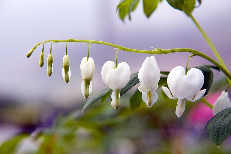 Bleeding Heart 'Alba'