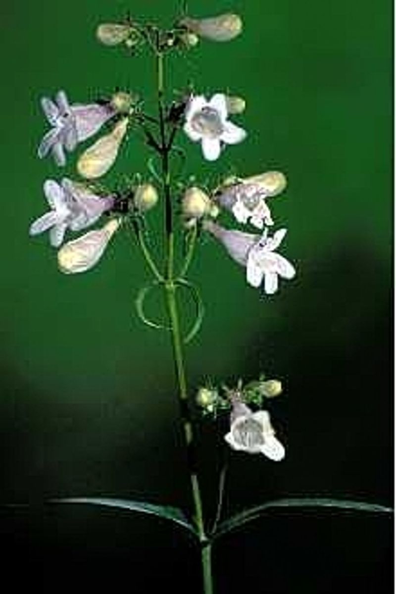 White Foxglove Beardtongue