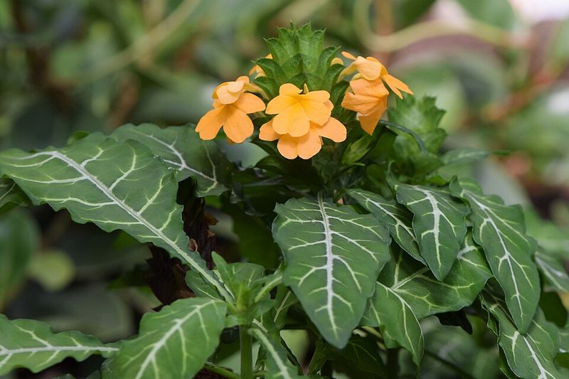 Crossandra