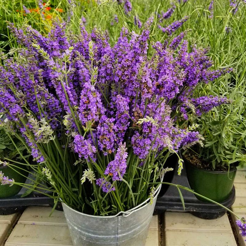 Sensational! Lavender