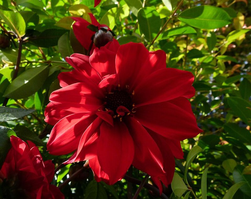 Dahlia 'Bishop of Llandaff'