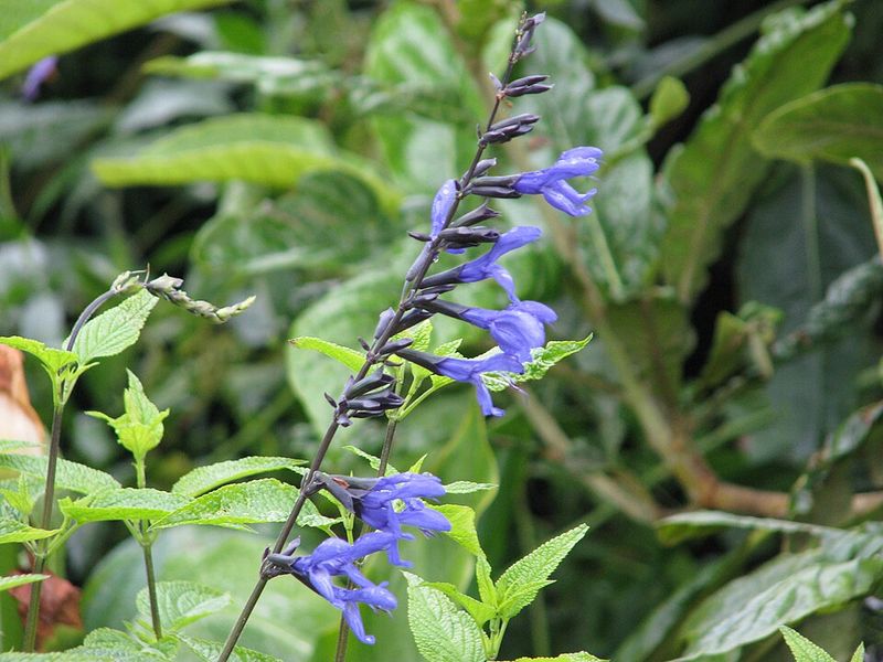 Salvia guaranitica 'Black and Blue'