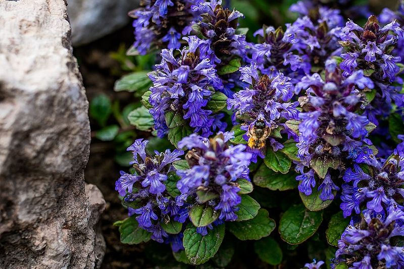 Ajuga