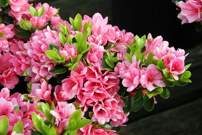 Coral Bells