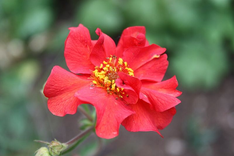 Geum 'Mrs. Bradshaw'