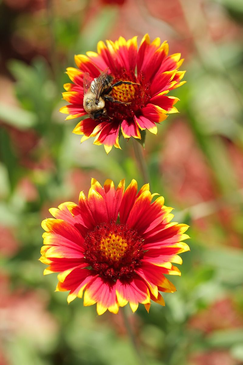 Blanket Flower