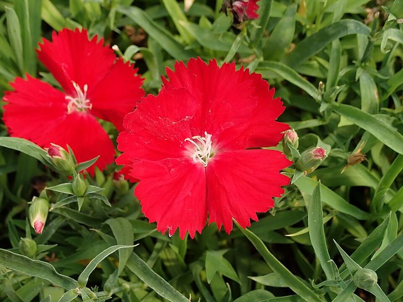 Dianthus