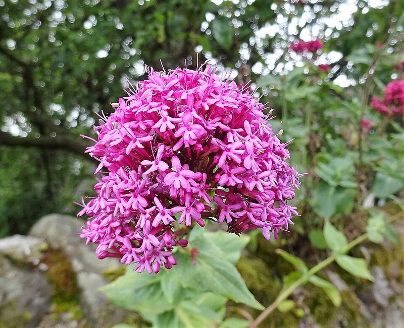 Red Valerian