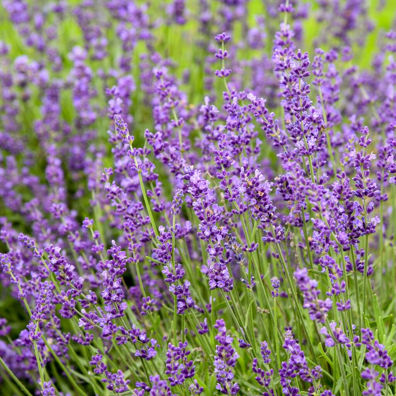 Imperial Gem Lavender