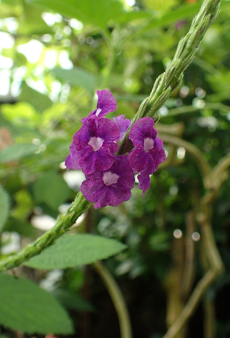 Porterweed