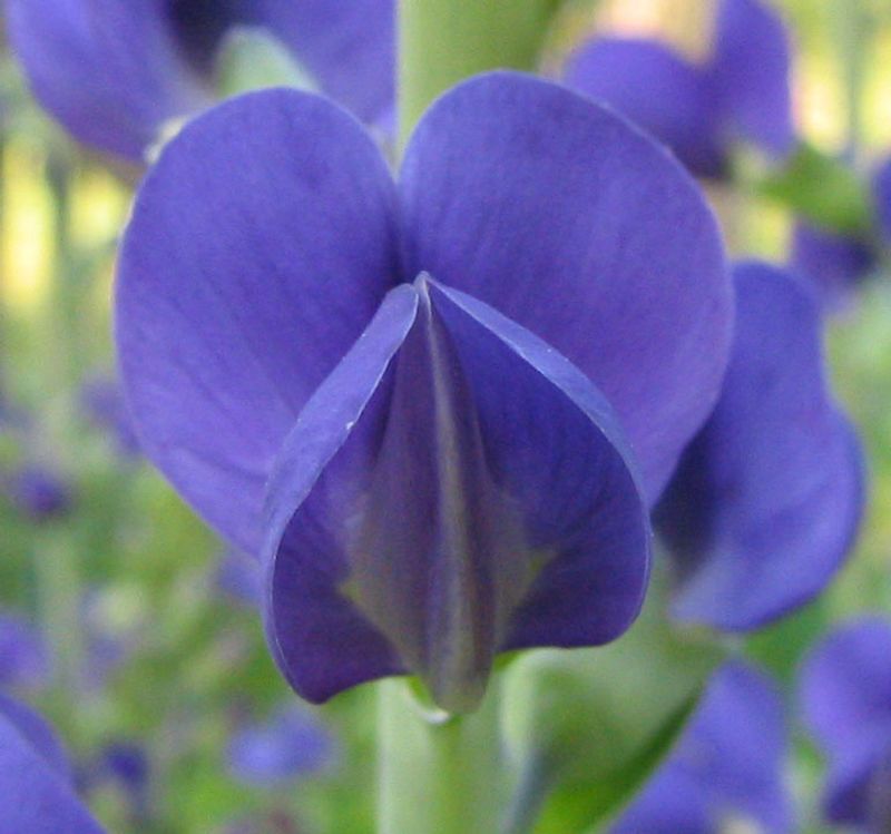 Blue False Indigo