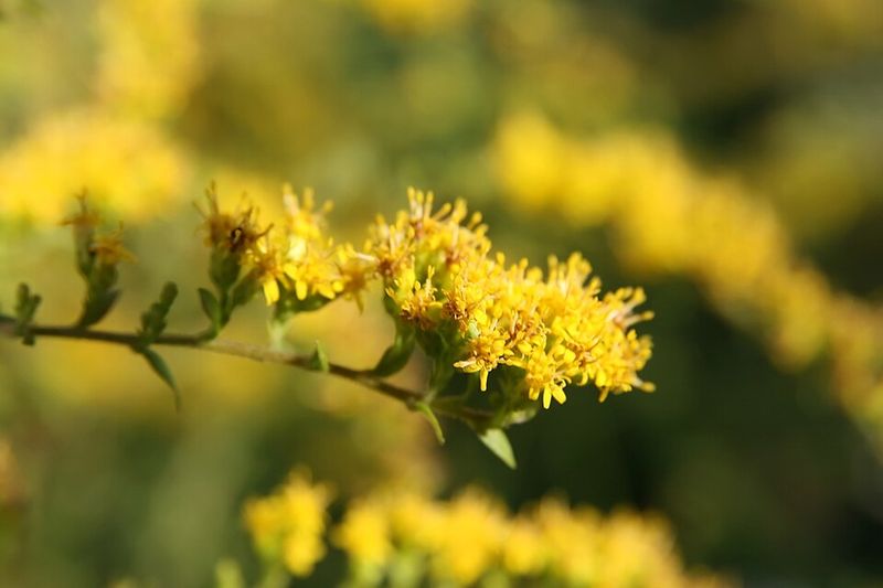 Goldenrod 'Fireworks'