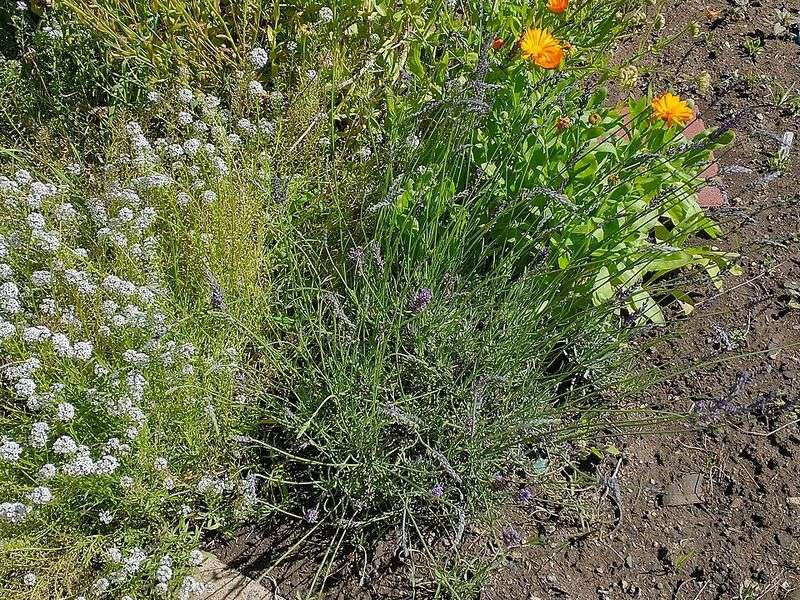 Provence Lavender