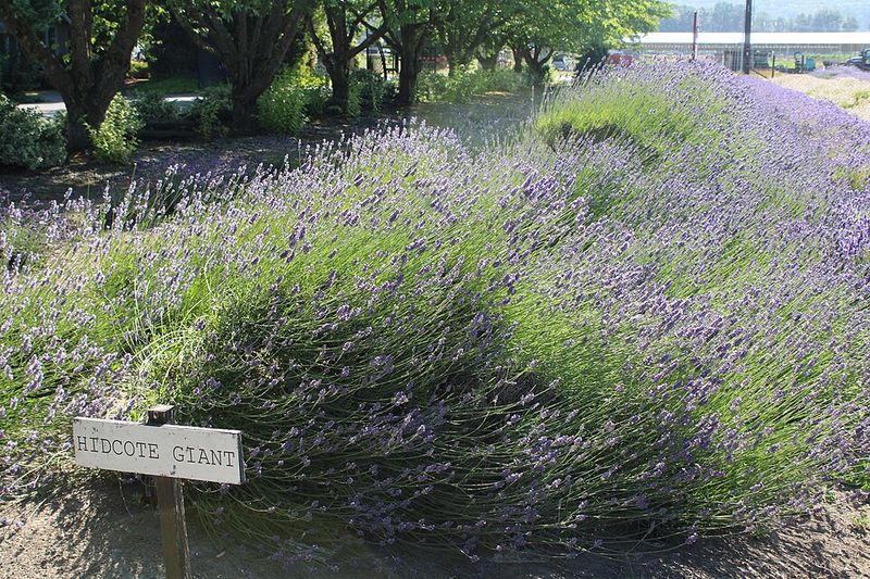 Hidcote Lavender