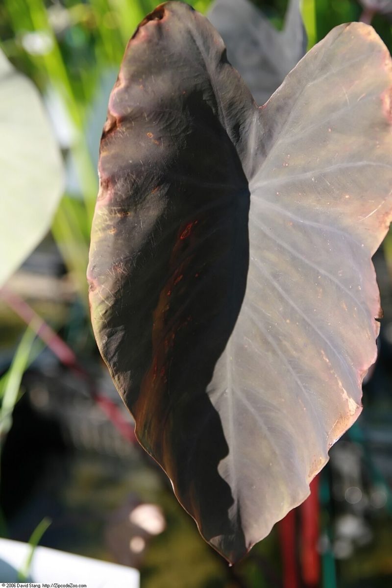 Black Magic Elephant Ear
