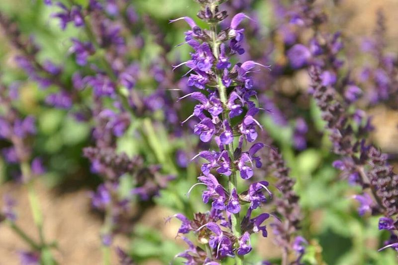 Salvia nemorosa 'May Night'