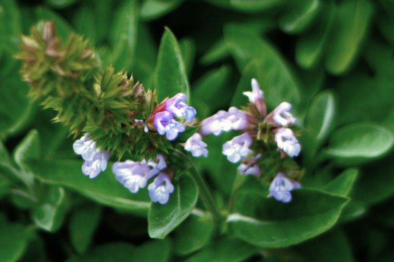 Salvia 'Snow Hill'