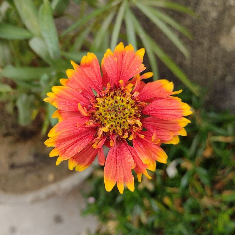 Blanket Flower