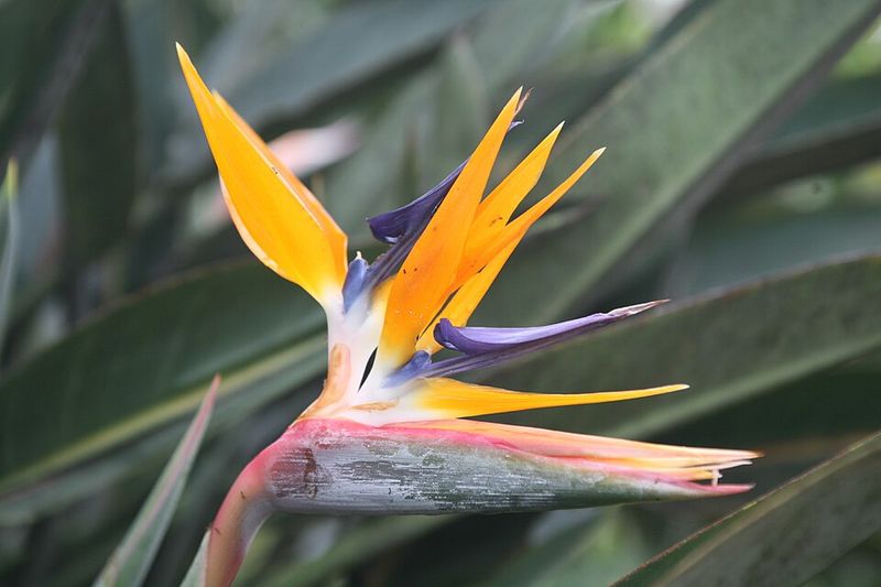 Orange Bird of Paradise