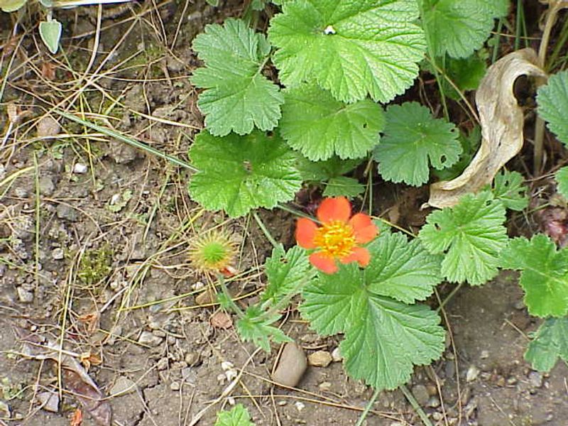 Geum 'Totally Tangerine'