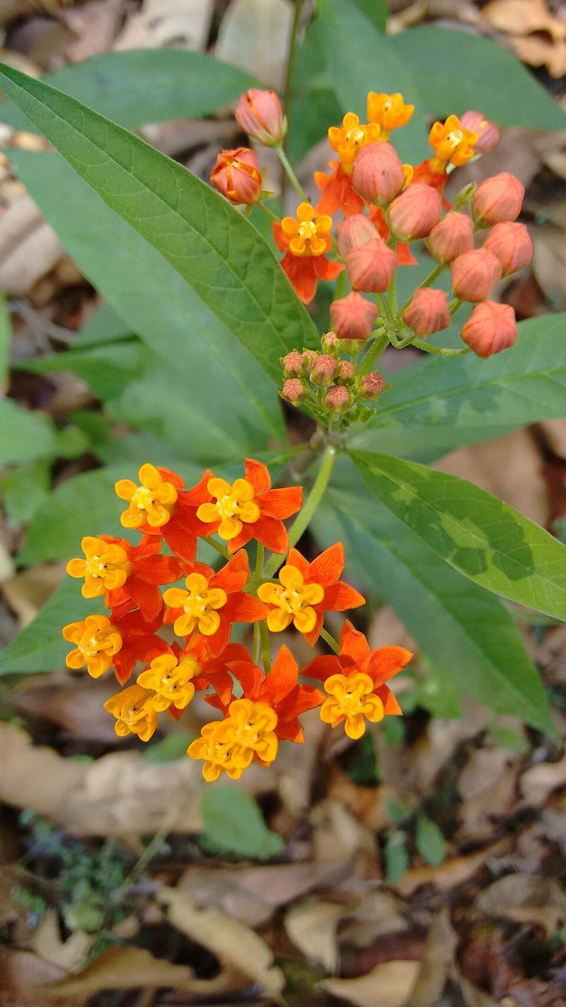 Tropical Milkweed