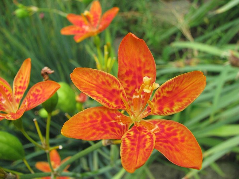 Blackberry Lily