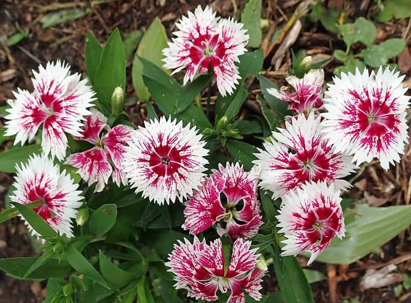 Dianthus