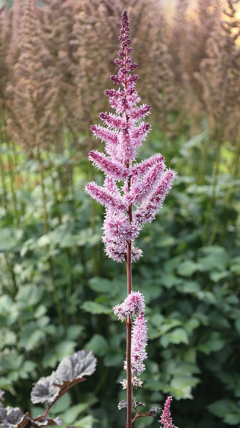 Astilbe 'Dark Side of the Moon'