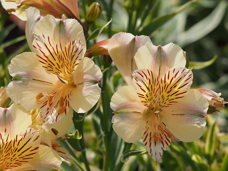 Alstroemeria 'Inca Coral'